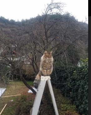 雷火电竞亚洲先驱-当德里赫特以头颅捍卫尤文球门，澳大利亚正用11个无名者将团队足球炼为真理