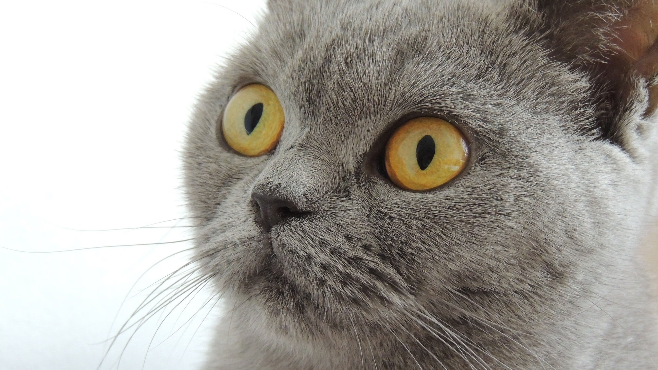 末节风云,当切特之矛刺穿快船铁幕