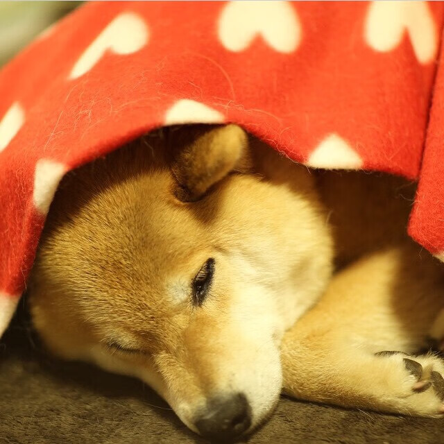 当比利时对阵切尔西，阿拉巴那一脚，是一幅超现实主义油画的最后一道神谕