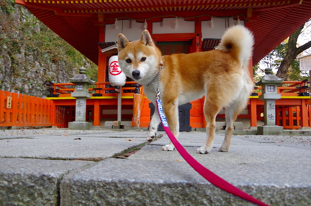克瓦拉茨赫利亚，一个格鲁吉亚人，如何成为乌克兰足球的破壁人