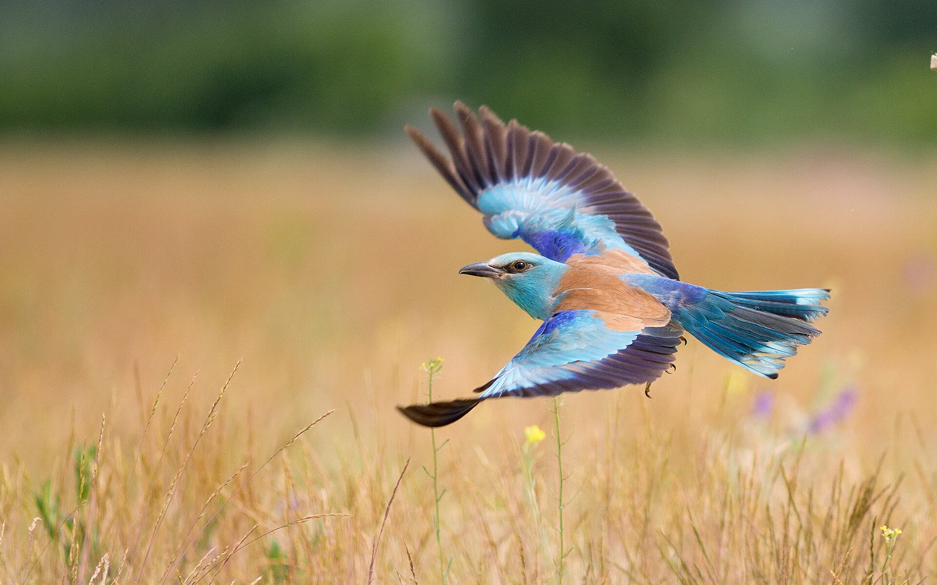 勒沃库森小国家队的奥运预演,6-2碾压伊朗,德甲巨人如何为奥运周期交出满分答卷?