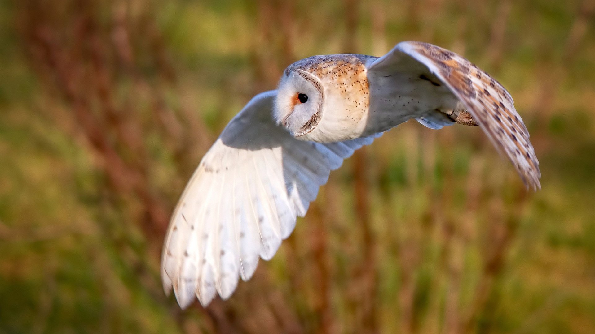 雷火电竞主播-新征服者，从安卡拉之剑到硬仗之王凯塞多，土耳其如何再一次带走了克罗地亚？