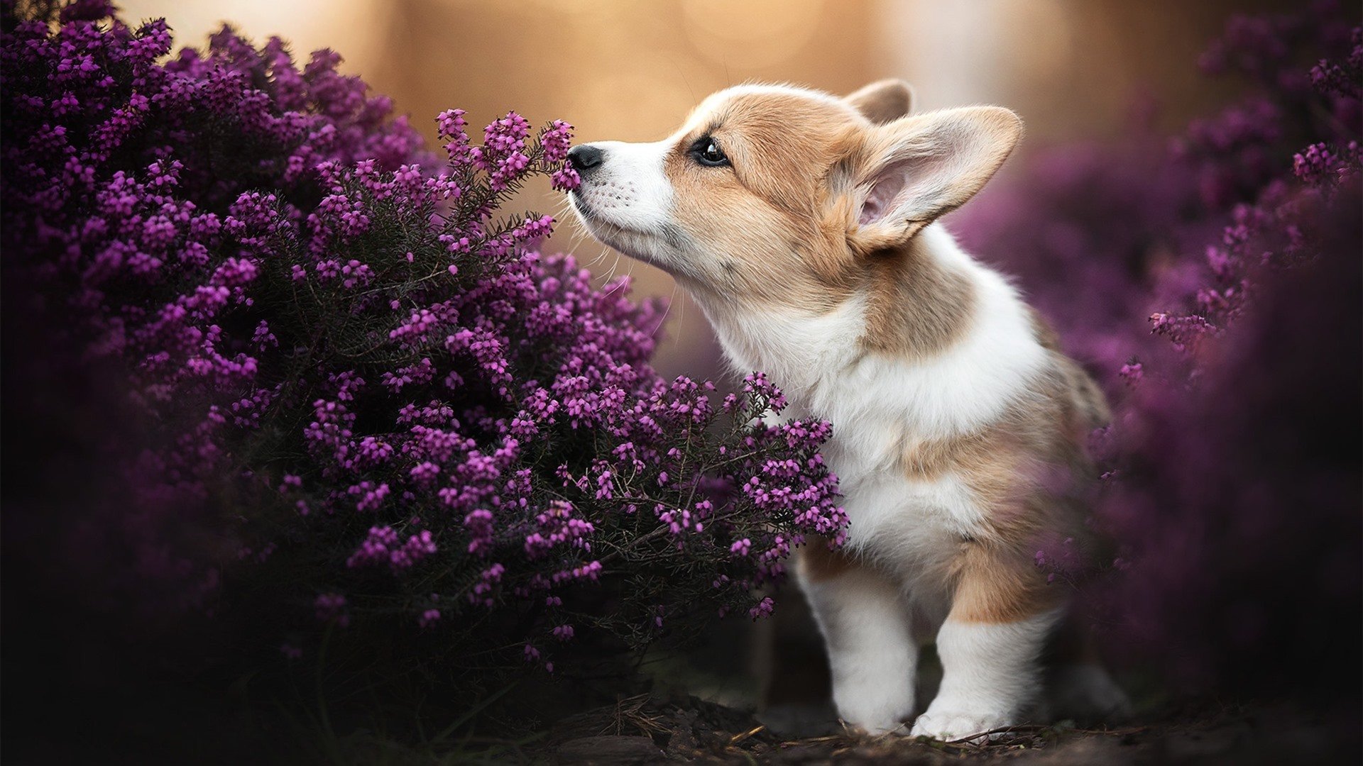 雷火电竞网站-东决关键战之夜，天使之翼攻防两端编织宿命交响