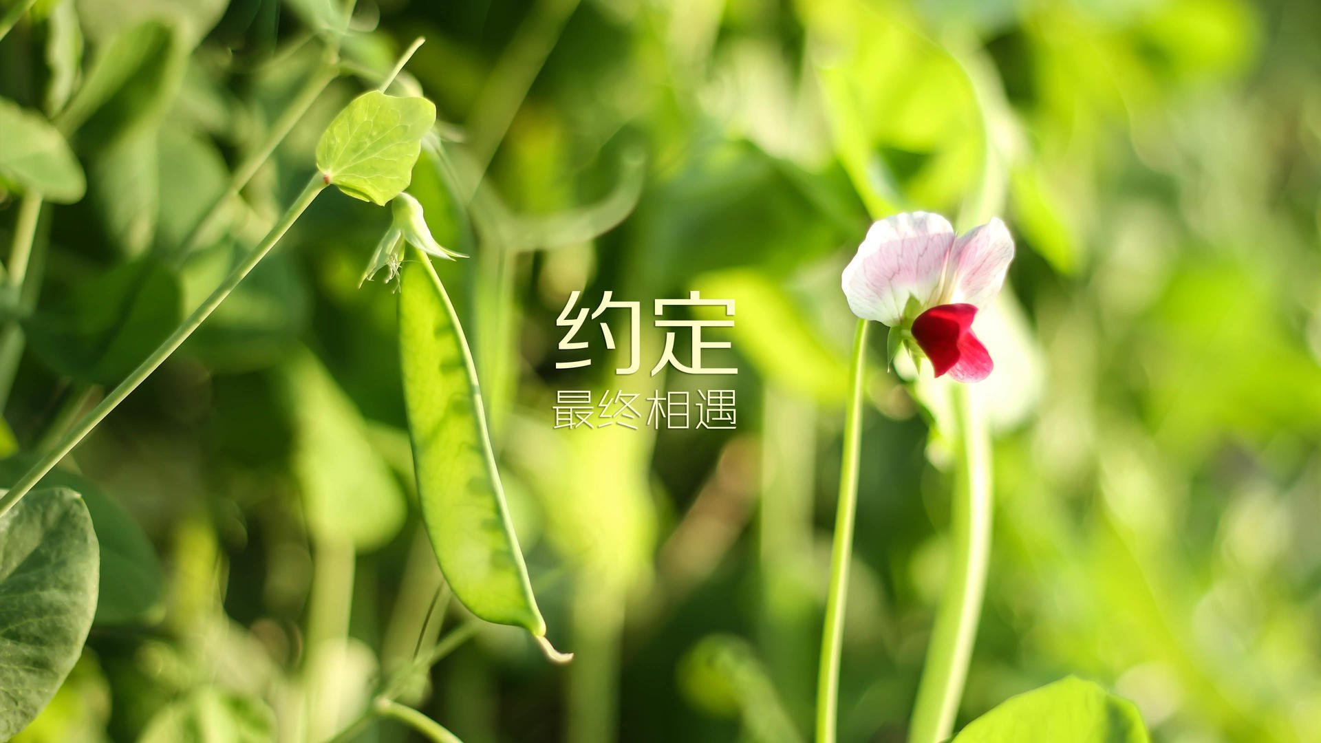 雷火电竞网站-北欧海盗的华丽逆袭，丹麦如何在中场绞杀中终结西班牙王朝，坎塞洛的隐形指挥棒
